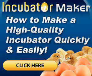 build chicken incubator